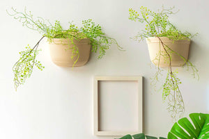 2 hanging wall planters